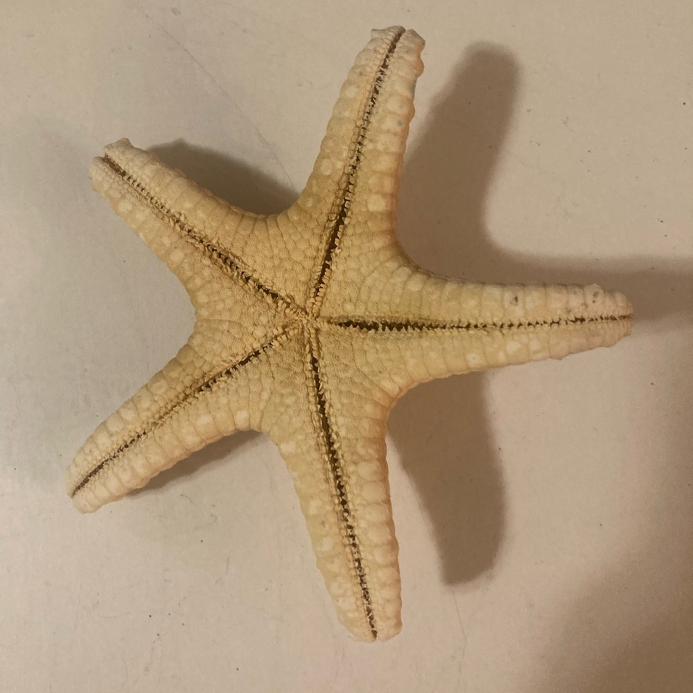 Starfish Sea Shells - Picture 8 of 11